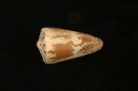 藏品(芋螺)的圖片